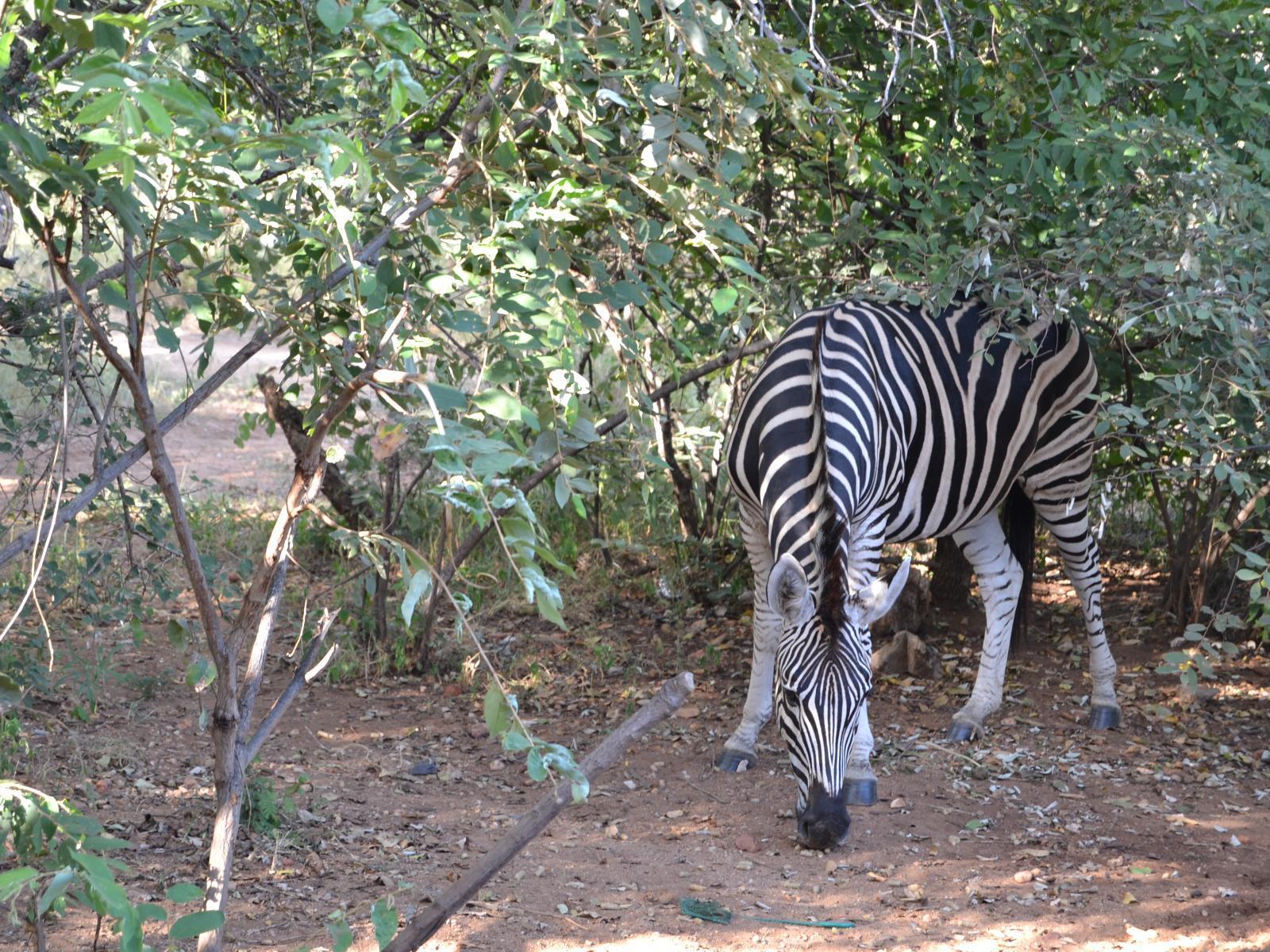 Tourism Friendly Lulani Bush Retreat 2