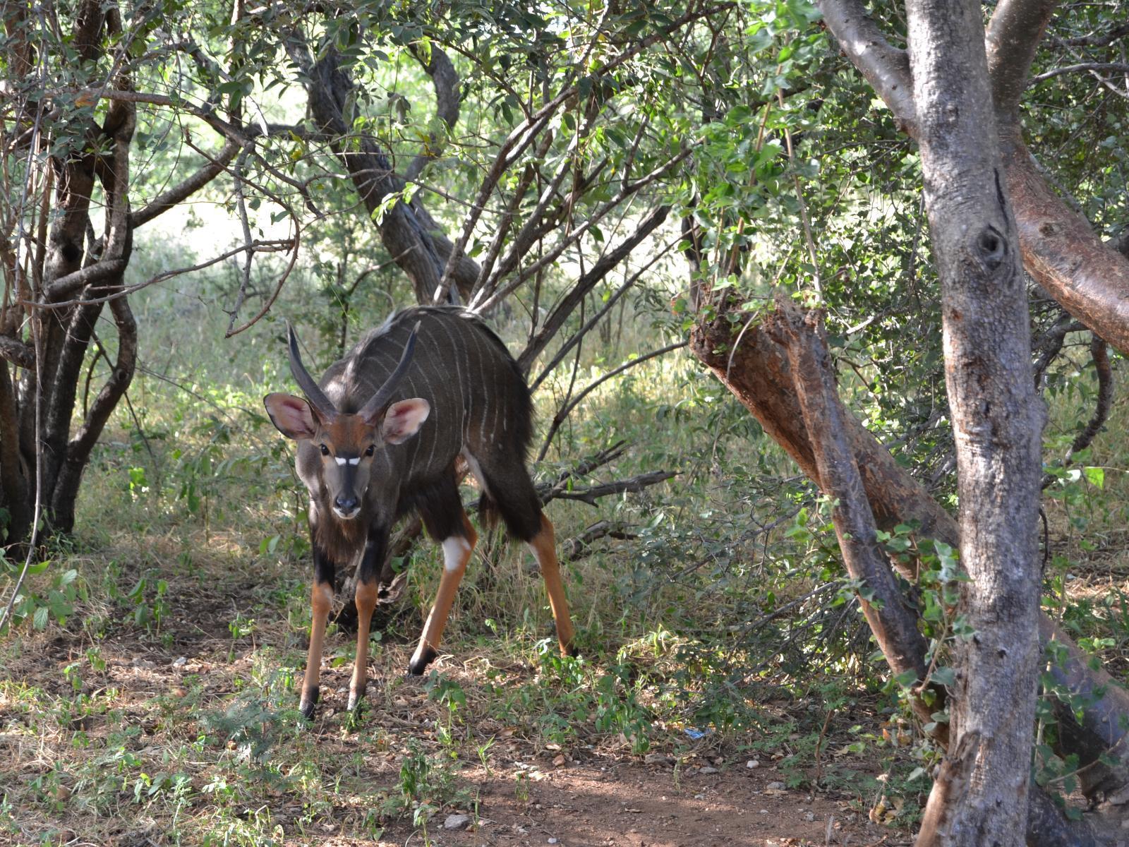 Tourism Friendly Lulani Bush Retreat 3