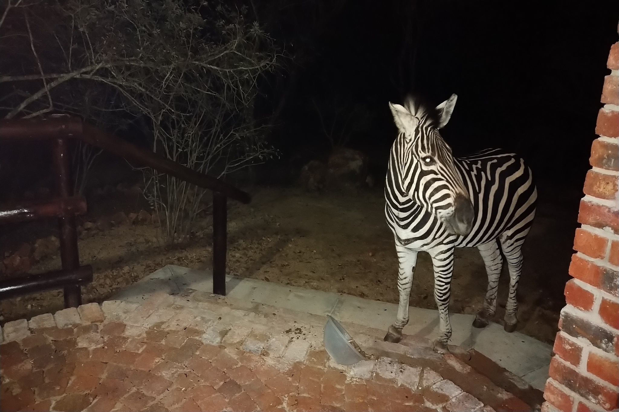 Tourism-Friendly-Villa-De-Leeu-Self-Catering-Zebra